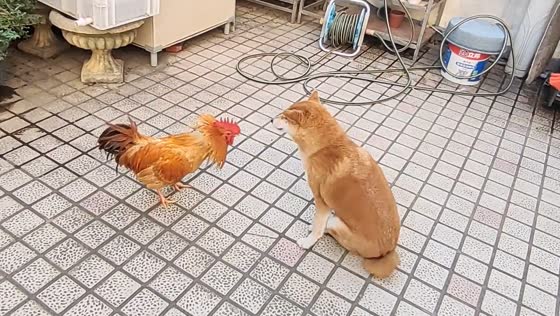 Rooster attacks dog, making it retreat with whining noises