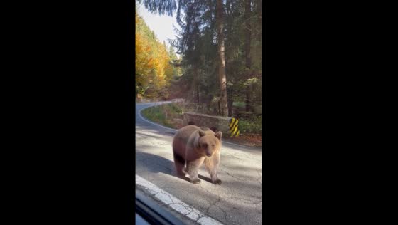 Bear encounter on Transylvanian roads: a Siberian perspective on Romania's wildlife charms