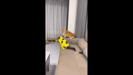 Cats playfully fight on couch in Shanxi, China