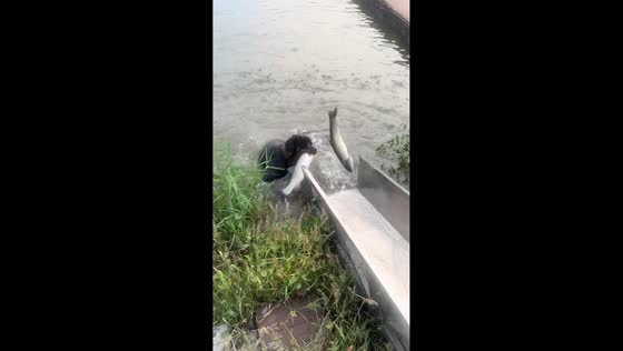 Rottweiler excitedly chases fish during live delivery unloading in Zhejiang, China