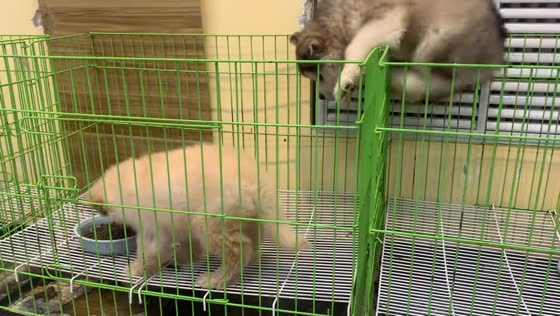 Alaskan Malamute puppy climbs into neighboring cage in Shandong, China
