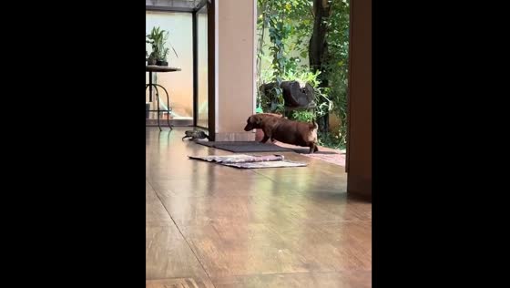 Dog chases away komodo dragon in Dourados, Brazil