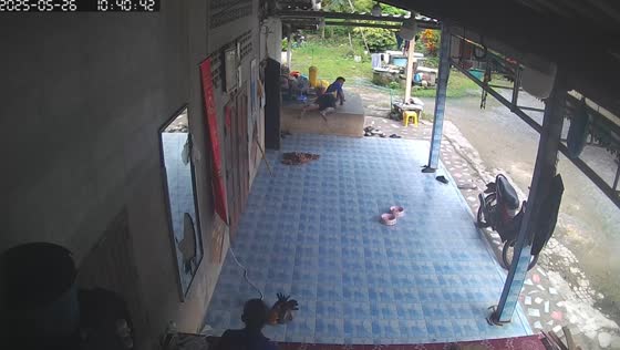 Rooster crashes into mirror and gets chased in Surat Thani, Thailand
