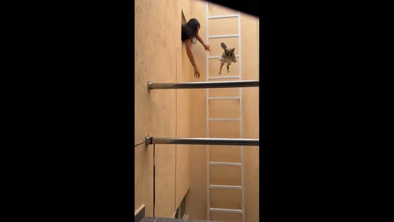 Woman's attempt to rescue cat ends in unexpected fall in Mexico