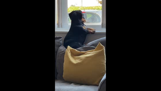 Dachshund caught deeply staring out window in Edinburgh, Scotland