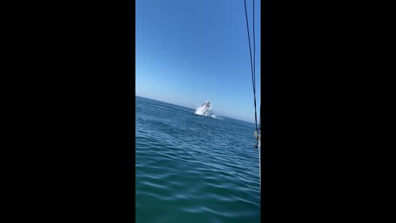 Mesmerizing whale ballet: a spectacular display off the shores of Puerto Vallarta