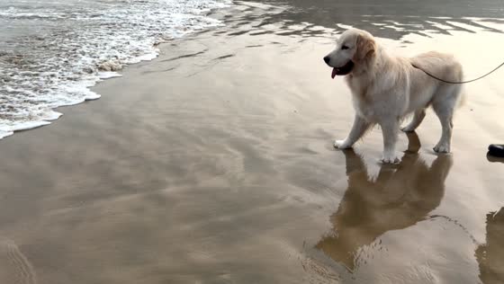 Dog gets startled by waves during first visit to the beach in Fujian, China
