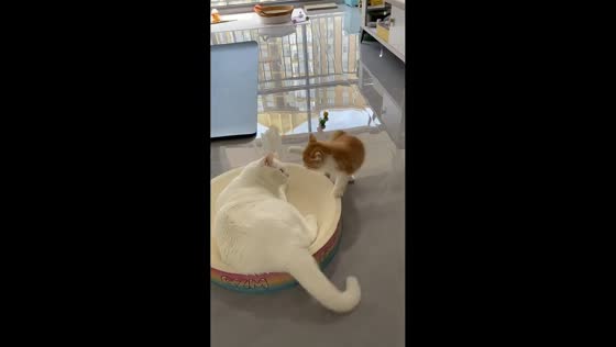 Playful kitten takes a tumble while chasing older cat in Yunnan, China