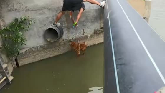 Man rescues dog stuck in creek using rope in Guangdong, China