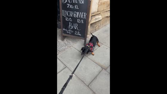 Dog insists on stopping at pub in Glastonbury, Somerset, UK