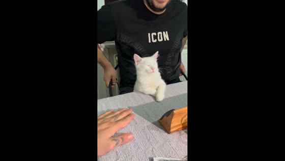 Cat falls asleep on friend’s lap during late-night Okey game in Sakarya, Turkey