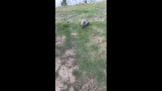 Tortoise flipped back and scurries to safety in Henan, China