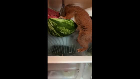 Squirrel's refreshing watermelon fridge feast in Kyiv's heat