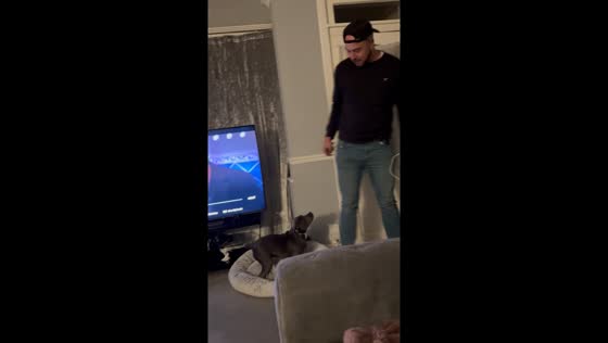 Excited pit bull waits for her dad to come home in Dartford, England, UK