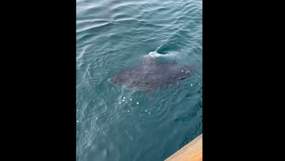 Tuna attracted by food thrown overboard in Nantucket, Massachusetts