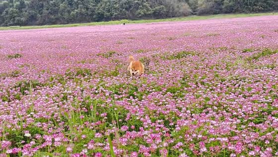 Shiba Inu tumbles while playing in flower field in Zhejiang, China