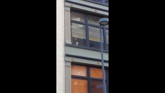 Dog gets excited after spotting owner from third-story window in Denver, USA