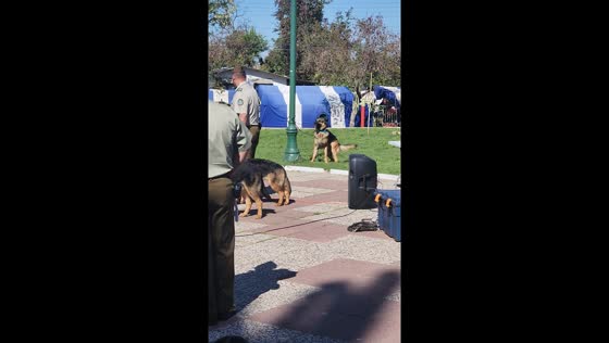 Clever police dog unties its own leash in Peñaflor, Chile