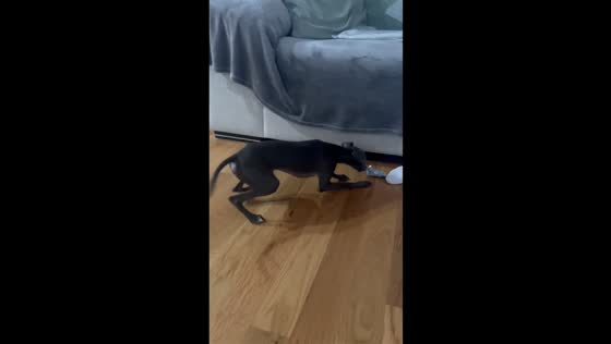 Energetic Italian Greyhound plays with mechanical toy in Maliaño, Spain