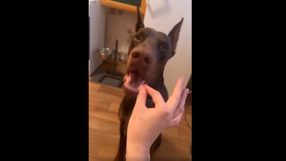 Trusting Doberman falls for owner's playful trick in Minsk, Belarus