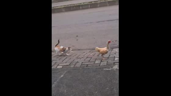 The adorable moment of the cat and chicken's playful chase