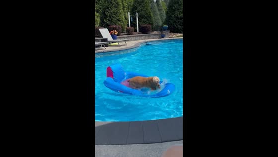 Dog named Roxie amusingly tests inflatable float in Winston-Salem, USA