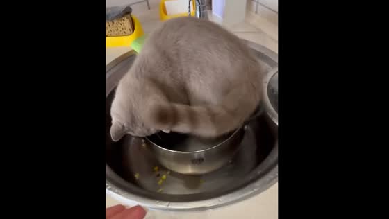 Cat climbs into pot of warm water to stay warm in Biysk, Russia