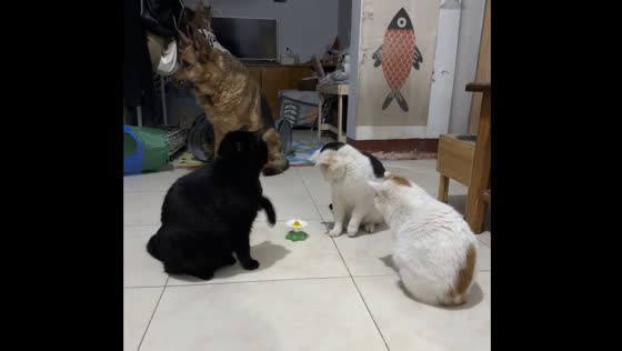 Cats hit each other over rotating butterfly toy in Qinghai, China