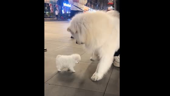 Adult dog gently interacts with puppy in Zhejiang, China