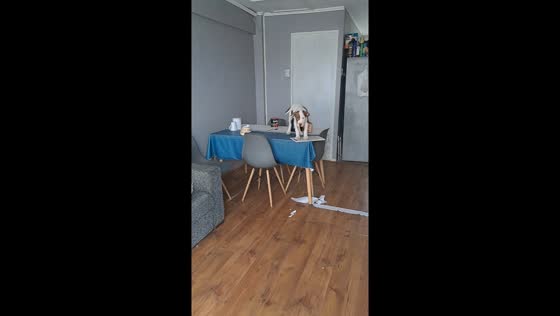 Joyful homecoming: happy pup causes table mishap