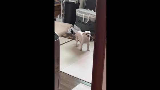 Adorable puppy's baby-like howling stuns in Seoul