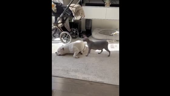 Playful Sphynx cat annoys American Pit Bull Terrier in hilarious video from Toronto, Canada!