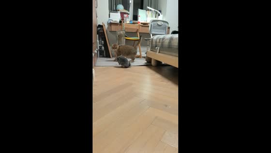 Cat and chinchilla playful scuffle in Hubei, China