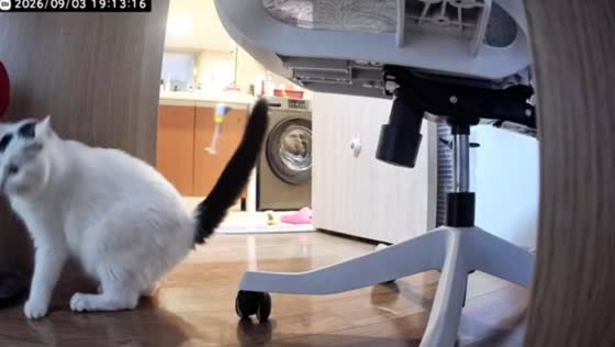 Cat drags a mushroom-shaped scratching post across a room in Beijing, China