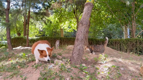 Corgi gets startled when a cat suddenly jumps in front of it in Hebei, China