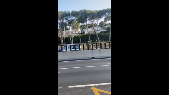 Deer leaps over road barriers and escapes in Marbella, Spain