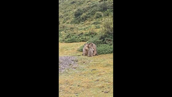 Young groundhog hilariously tries to break up fight in Sichuan, China