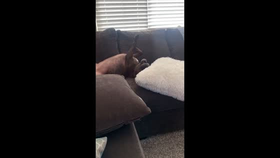 Stubborn Staffy throws hilarious temper tantrum over closed blinds