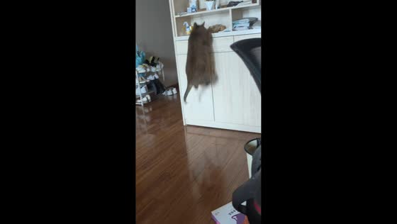 Cat fails to jump onto cabinet in Hubei, China