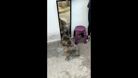 Bulldog aggressively reacts to its reflection in Mexico