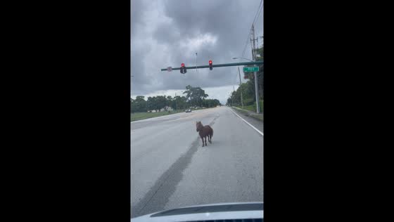 Pony runs loose on Haverhill Rd in Florida