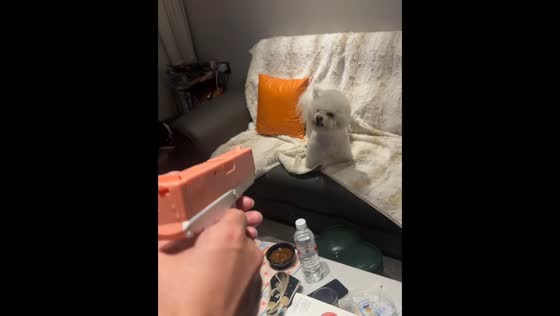 Dog adorably catches water from toy gun in Hubei, China