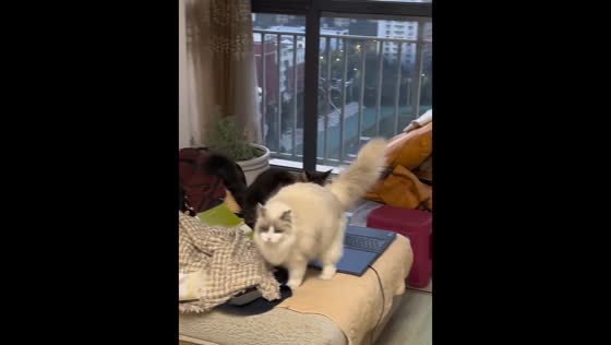 Cats accidentally break laptop while playing in Guangxi, China