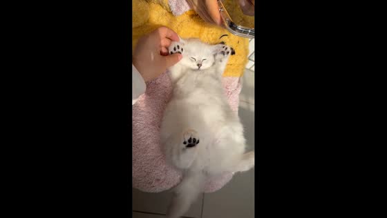 Adorable kitten stays fast asleep on owner’s lap in Hunan, China