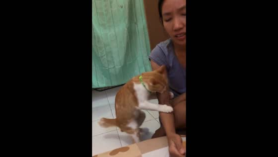 Cat bites owner's sister during singing session in Jakarta, Indonesia