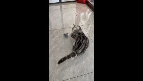 Cat repeatedly swats at a bird in Guangdong, China