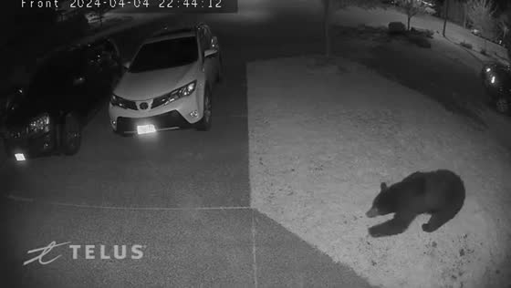Black bear roams Round Hill compound