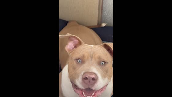 Playful pit bull tries to grab meat in Rio de Janeiro, Brazil
