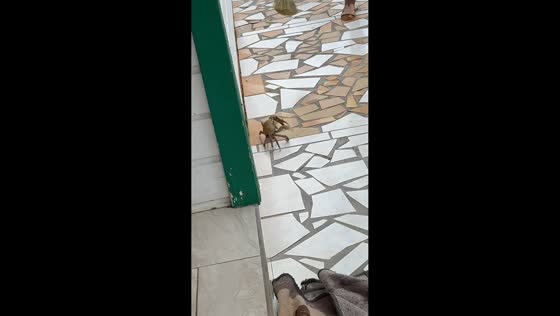 Family hilariously tries to escort crab out of house in Guadeloupe, France