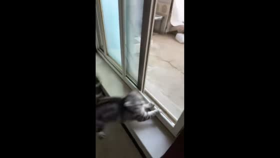 Cat crashes into closed window after being lured inside in Liaoning, China